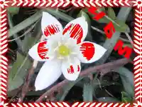 Честита Баба Марта!