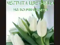 Цветница. Бели  лалета!