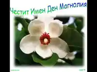 Цветница. Поздрав за Магнолия!