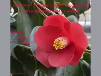 Цветница. Поздрави за Камелия!