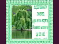 Цветница. Върбата символ на живота.