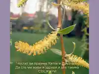 Цветница върбено клонче , поздрави за всички православни!