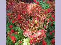 Пъстра Цветница!