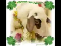 Гергьовден