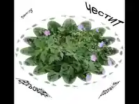 Гергьовден Честит Празник