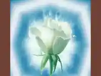 Щастлив Рожден Ден     –    бяла роза