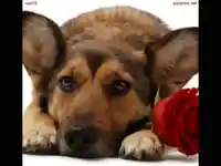 Липсваш ми ...