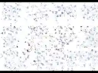 Анимирана Новогодишна Картичка