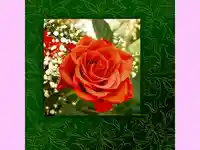 Роза за осми март!