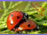 Пролетна любов!