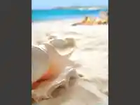 Перлена мида