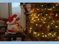 Прегърнати Коледни Мечета!