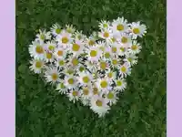 Сърце от цветя!