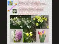 ЦВЕТНИЦА ИМЕН ДЕН