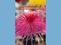 Честит Димитровден