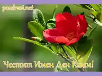 Честит имен ден Ками!