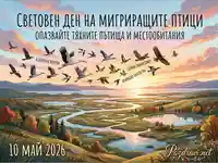 Световен ден на мигриращите птици 2026: Опазвайте пътищата и местообитанията им. Красив пейзаж с летящи птици.