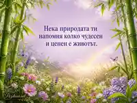 Бамбукова ливада с дъга за Световния ден на бамбука