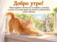 Слънчево добро утро с рижо котенце и топъл сутрешен лъч
